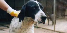 Battuta al cinghiale a Baratz, avvelenati due cani