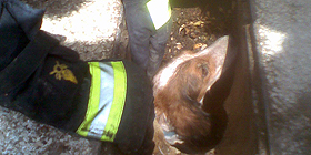 Microchip al canile di Osilo
