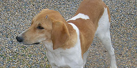 Microchip gratis per 70 cani 