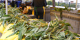 Agricoltori sardi in ginocchio: meno 60% di carciofi