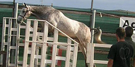 Sardegna a Fieracavalli di Verona