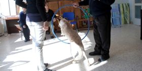 Sassari: 200 cani sotto osservazione