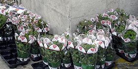 Via Gioberti in fiore: stand in strada