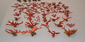 Sequestrato 1 kg di corallo rosso. Multato all´Isola Rossa