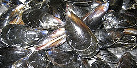 Divieto raccolte cozze, si va verso la completa revoca