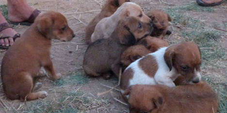 Salvati due cuccioli al Porto Canale