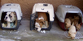 Mercoledì 70 microchip gratuiti a Sassari