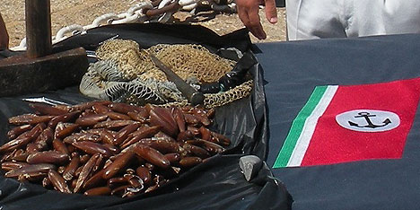 Sequestrati da Guardia Costiera di Cagliari 5mila chili di prodotti ittici