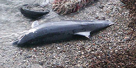 Pesca abusiva: Barbarie su un delfino