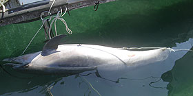 Stintino: delfino morto, lo recupera la Capitaneria