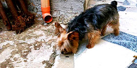 Uccide a calci il cane del titolare, licenziato