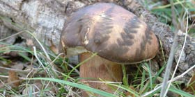 Tagliatelle al fungo velenoso. Famiglia intossicata in Gallura