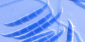 Fusarium, workshop ad Alghero