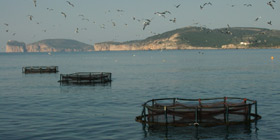 Maricoltura Alghero riprende le vendite