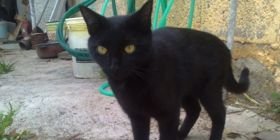 Oristano, spara ai gatti del vicino: denunciato