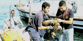 Un’operazione di salvataggio di un grifone a Poglina