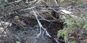 Incendi in Gallura: passata la paura, si contano i danni