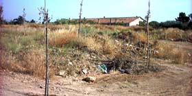 Piras, le condizioni del verde sul Viale S. Burruni non dipendono da noi