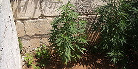Sequestrate cinque piantine di marijuana