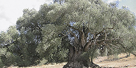 Racconti all'ombra dell'olivo millenario