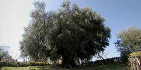 Scuola e raccolta olive a Santa Maria La Palma