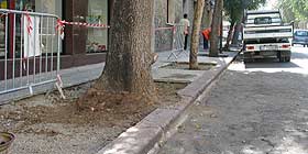 Proteggere il verde pubblico dagli incompetenti