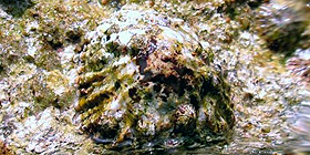 Specie a rischio: conferenza Fai Alghero