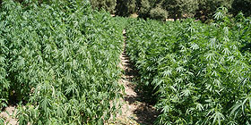 Serra di marijuana in casa: arrestato quartese