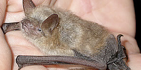 <i>Bats</i> night a Santa Maria la Palma