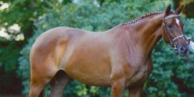 Regione: Impegno per il mondo del cavallo