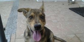 Alghero, smarrito un cane | Foto