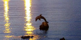 Il delfino ritorna nel litorale di Scogliolungo