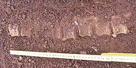 Torre Porticciolo, rettile da Paleozoico