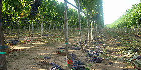 Nuovo stanziamento per il Vitivinicolo