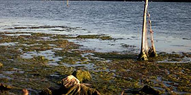 Calich di Alghero: l´allarme in Regione