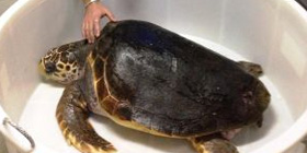Acquario Alghero: sequestrate due tartarughe