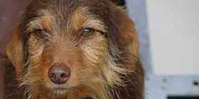 Oristano, giovedì 23 microchippatura dei cani