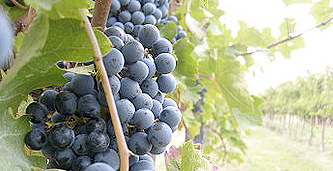 Festa dell´uva a Casa Serena