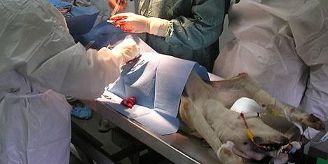 Cane sfigurato da raffica di pallini