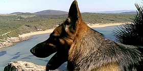 Platamona: raddoppia la <i>Dog Beach</i>